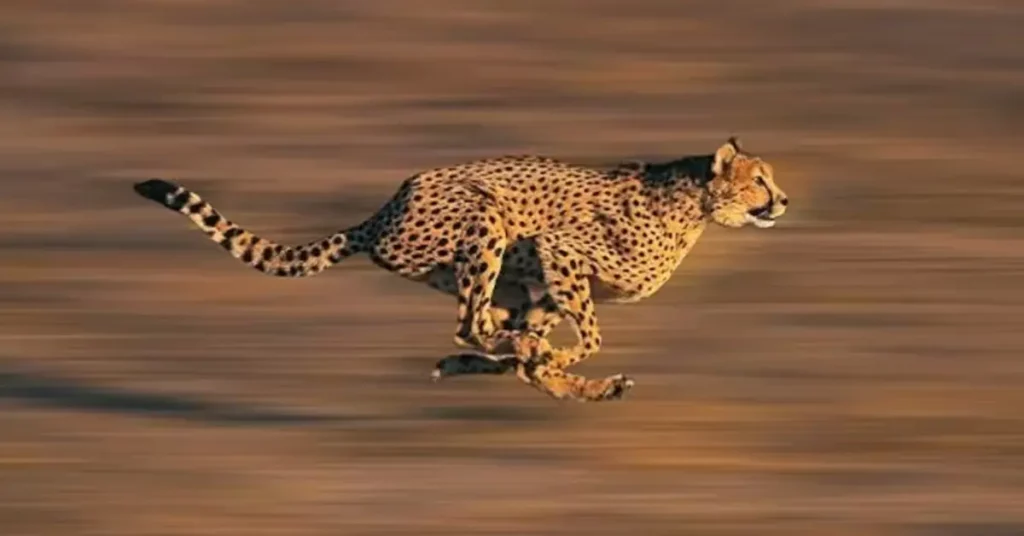 India to Reintroduce Cheetahs from Namibia, Marking a Milestone in Conservation Efforts